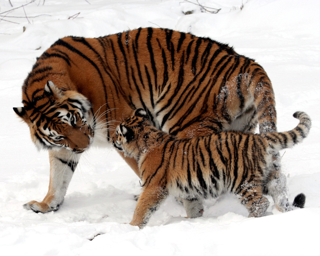 Тигрица и котенок