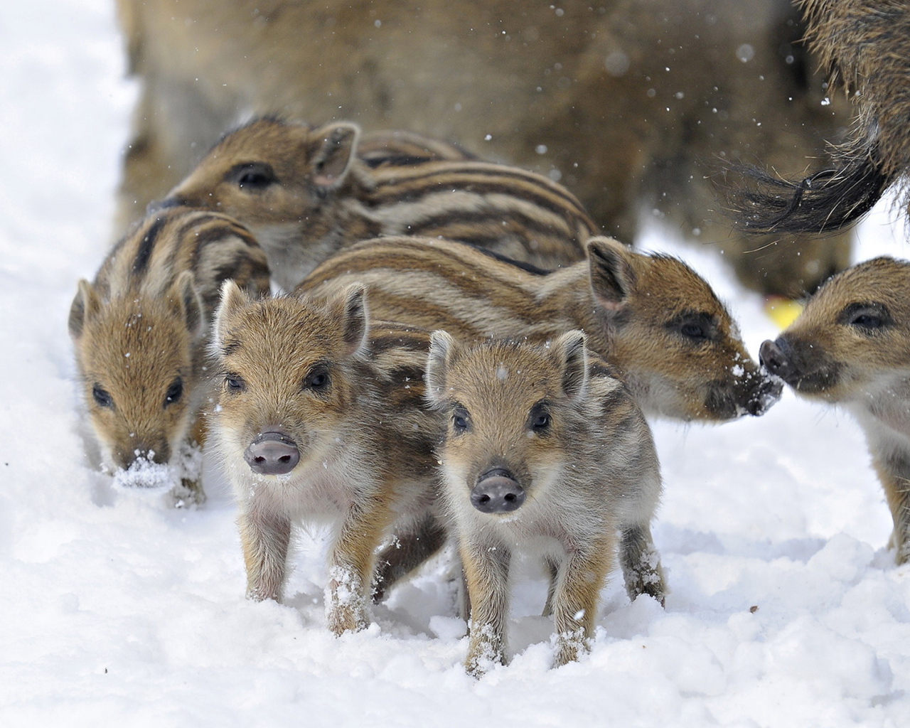 Дикие поросята