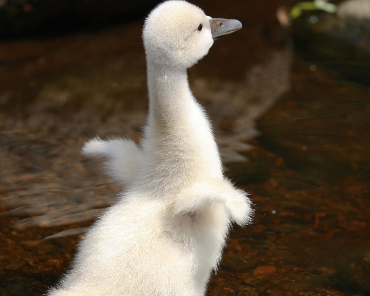 Молодой лебедь
