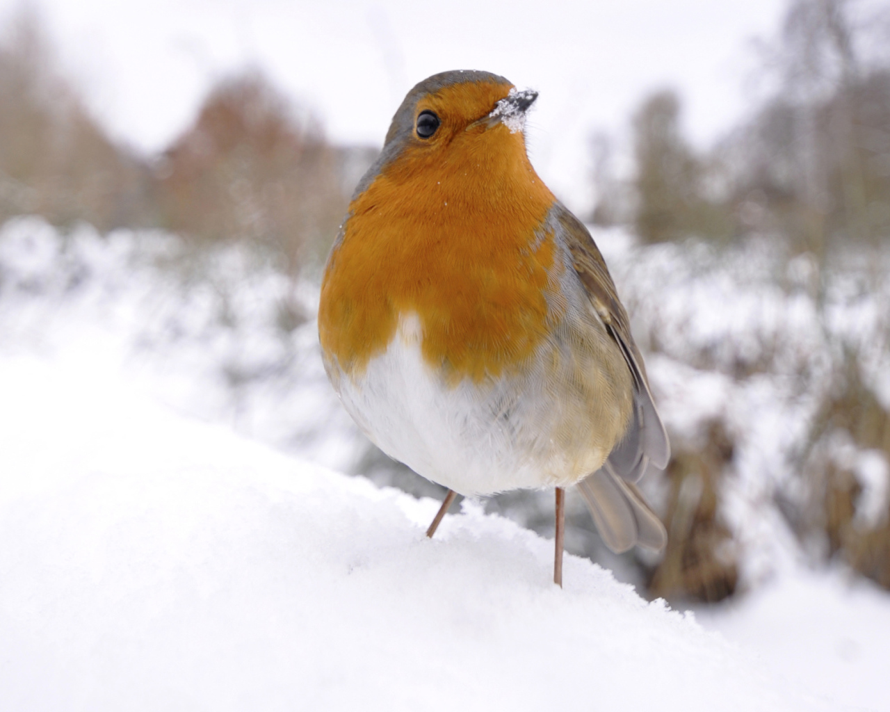 Птичка на снегу