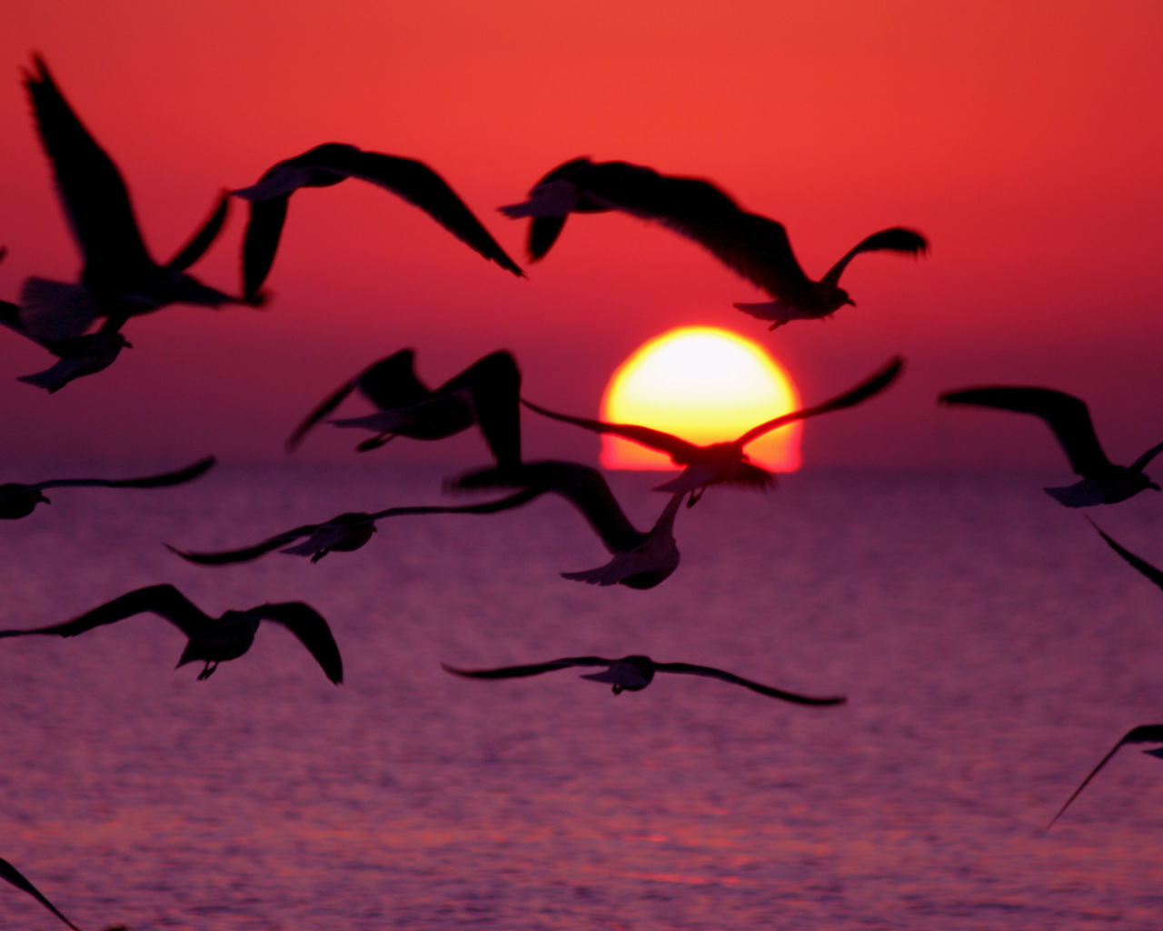 Птицы пророчество