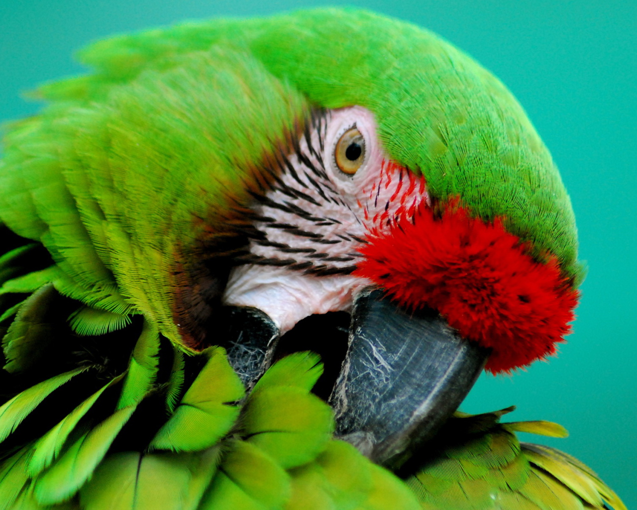 Зеленый попугай