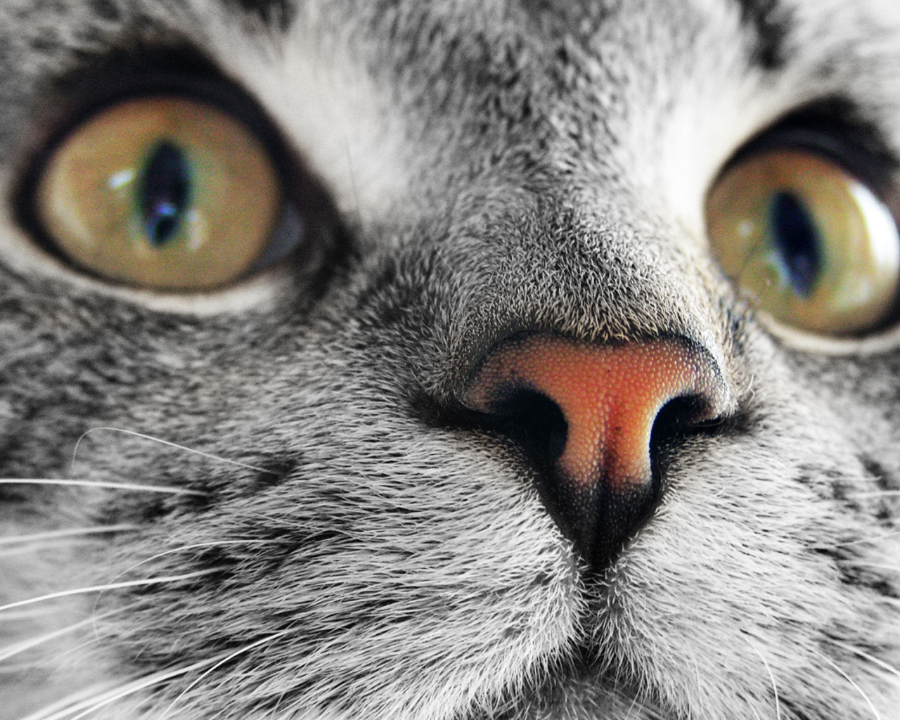 Мордашка кошки