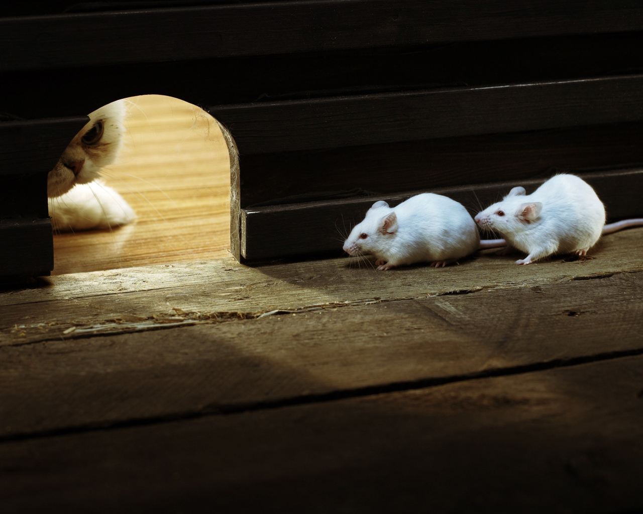 Кошки - мышки