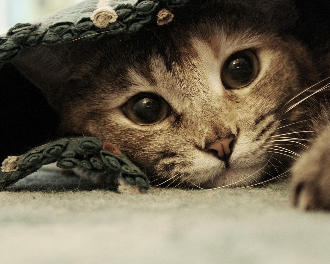 Спрятавшаяся кошка