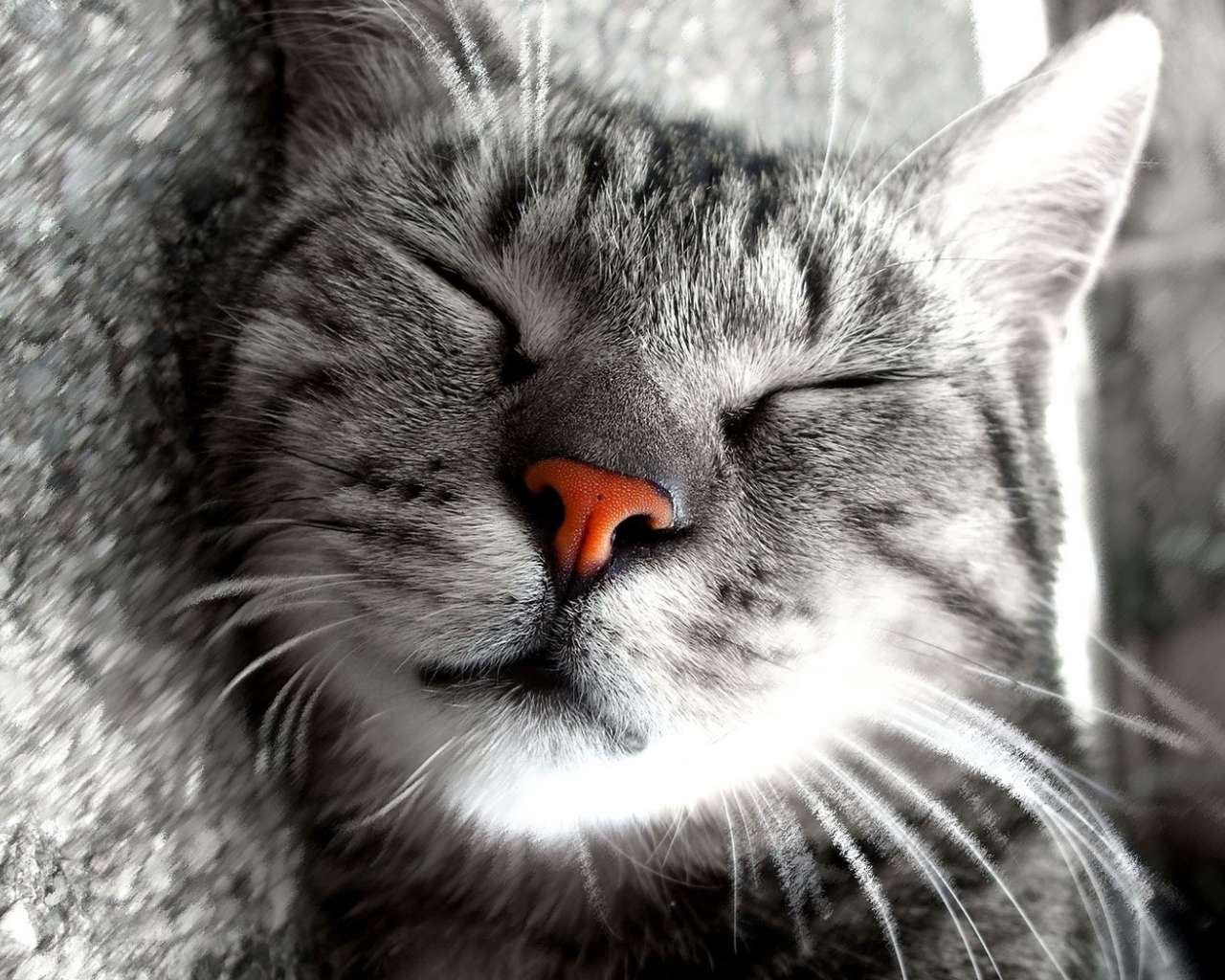 Сладкие кошачьи сны