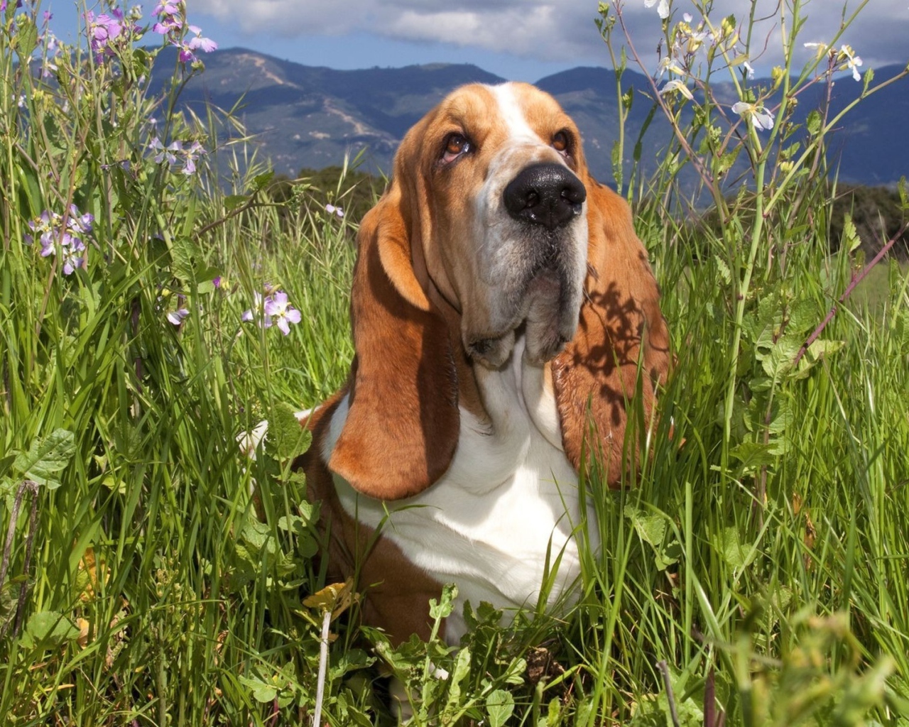 Бассет-хаунд в траве