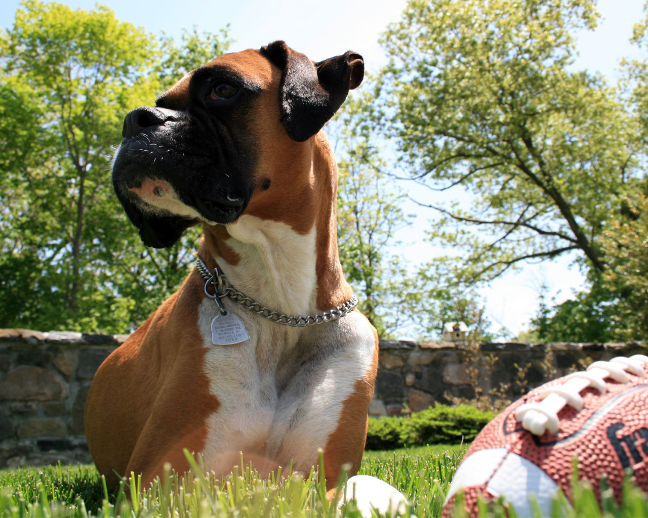 Боксер с мячом