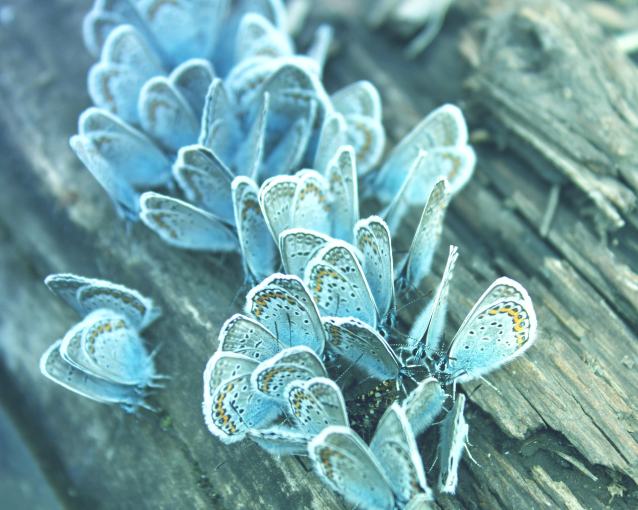 Бабочки на дереве