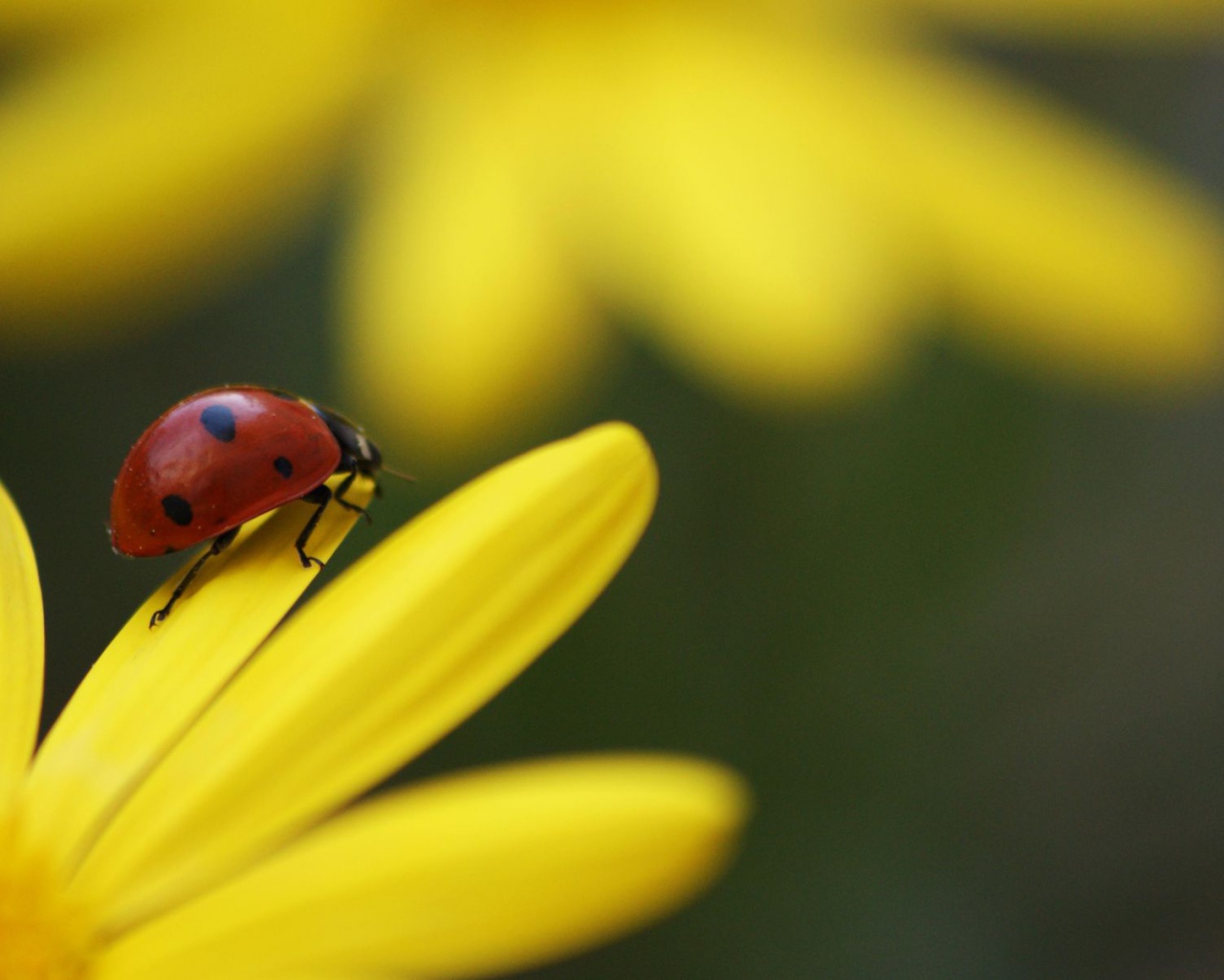 Божья коровка