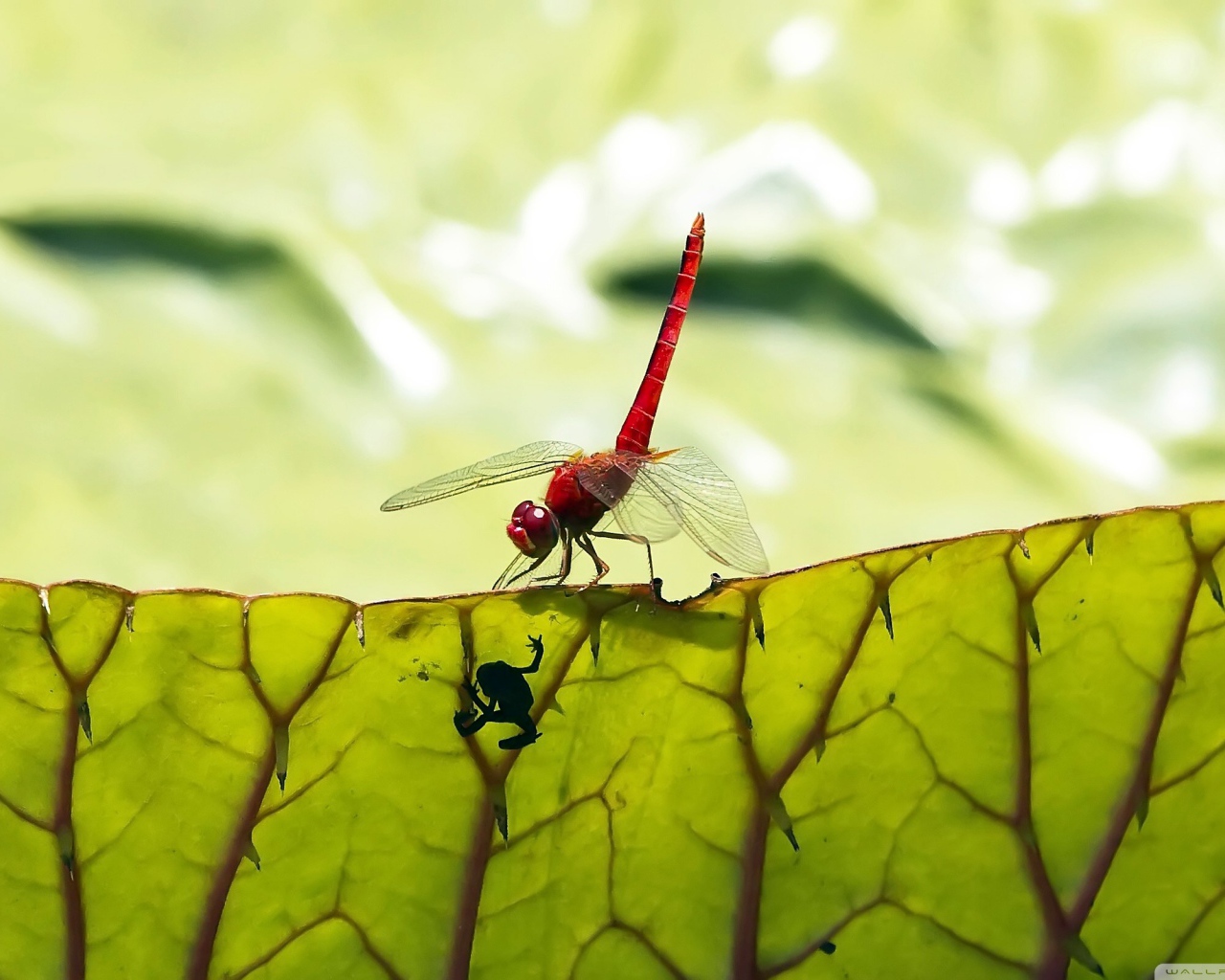 Макро стрекоза