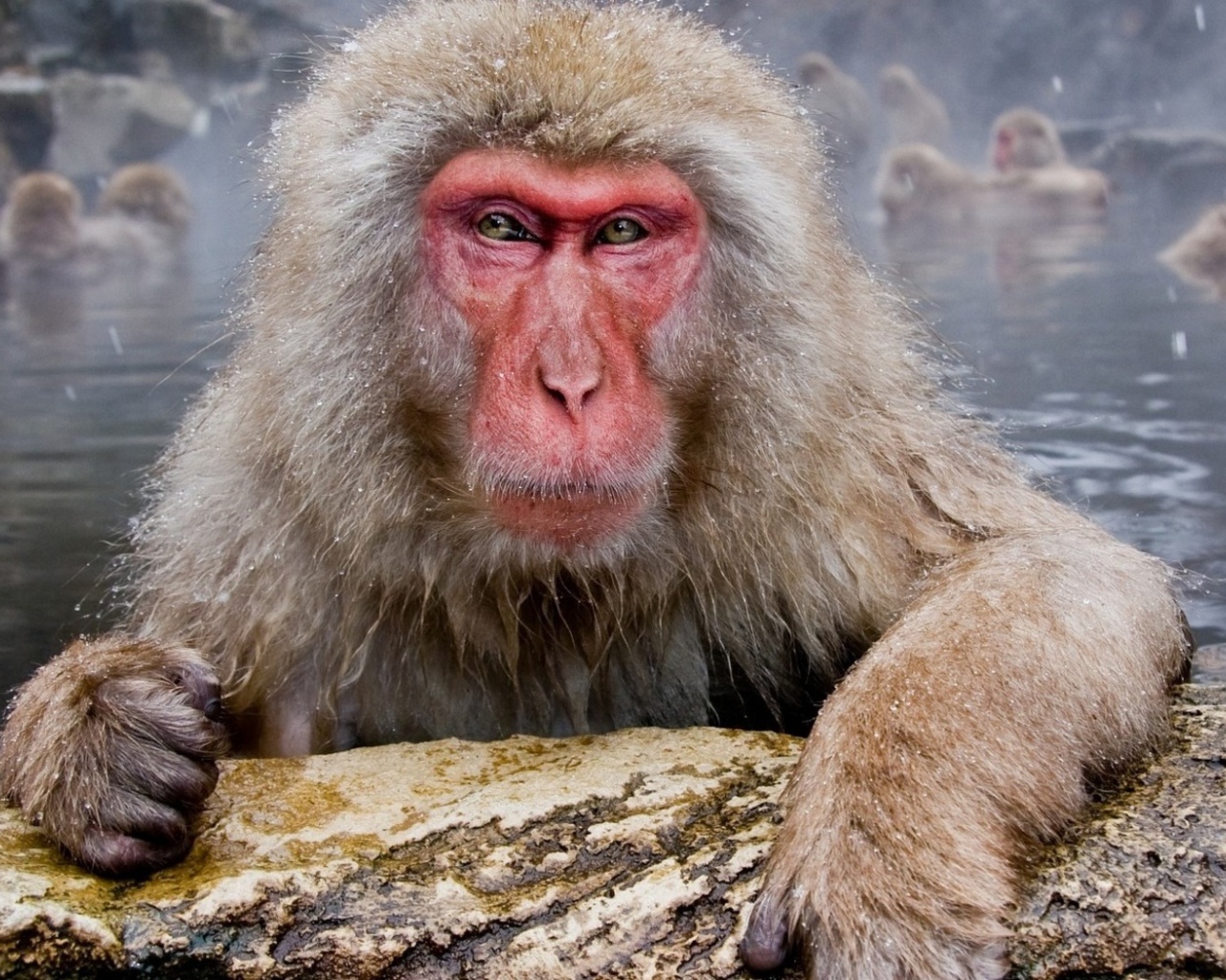 Обезьяны в гейзере