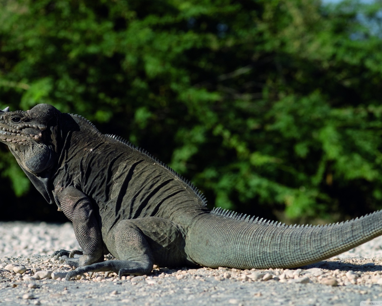 Красивый дракон ящер