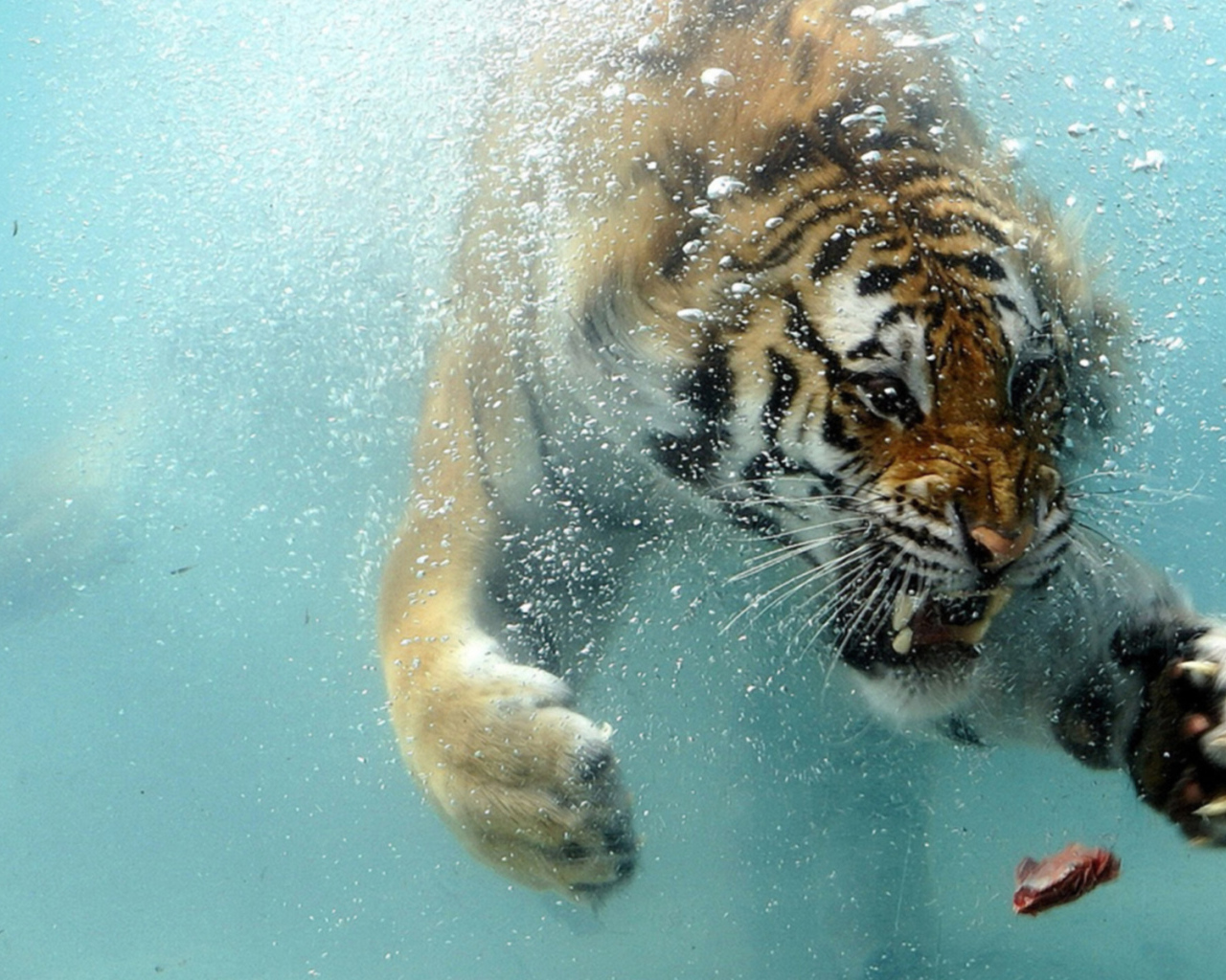 Тигр под водой
