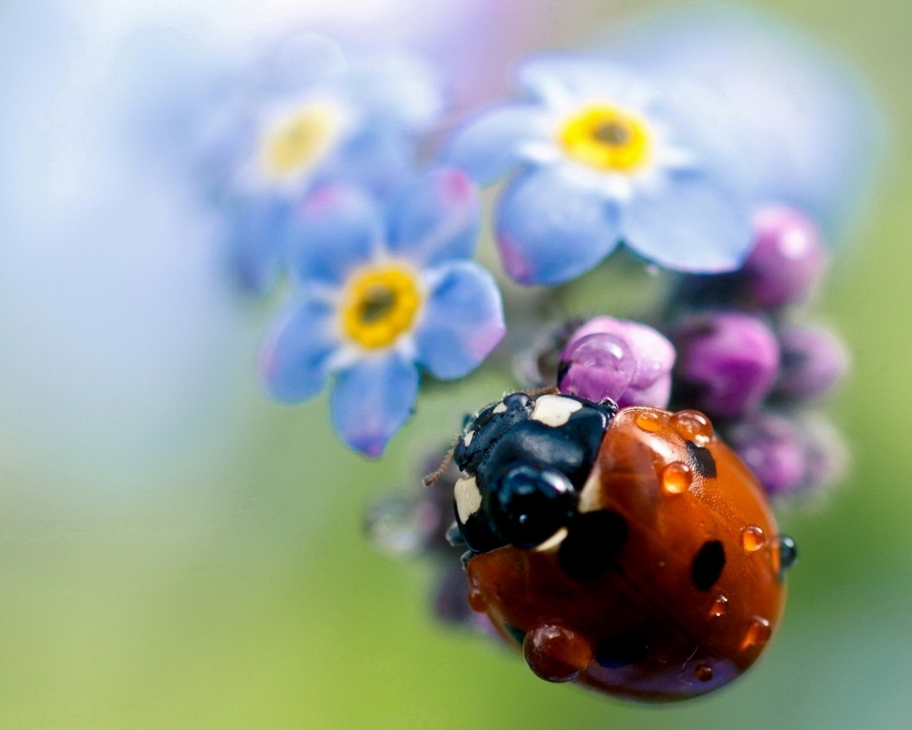 Божья коровка на цветах