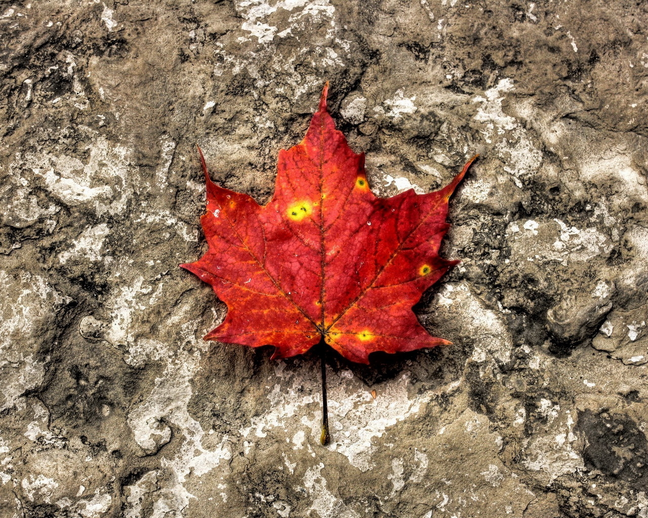 Лист на камне