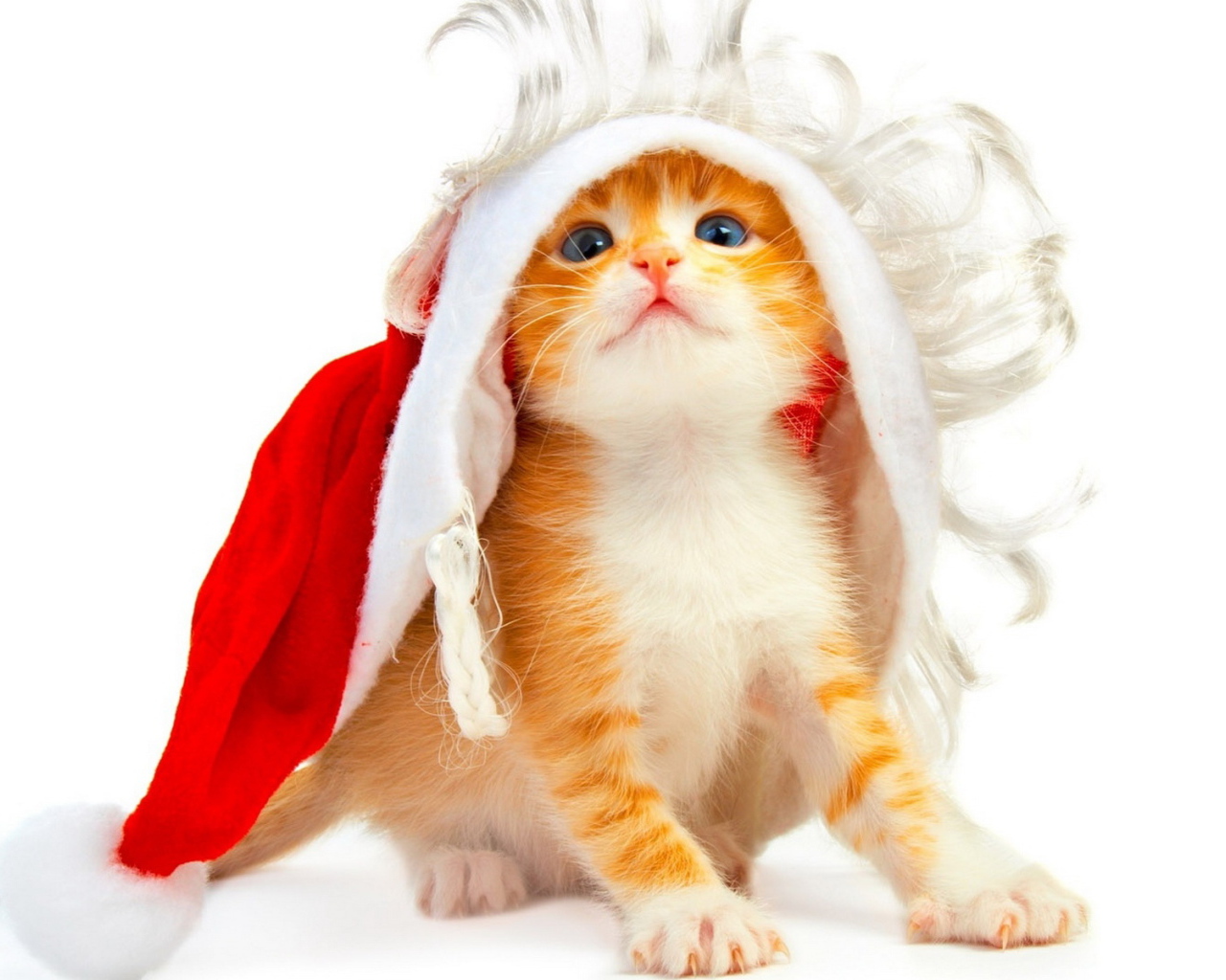 Котенок под колпаком