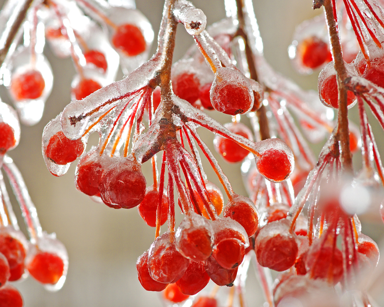 Рябина со льдом