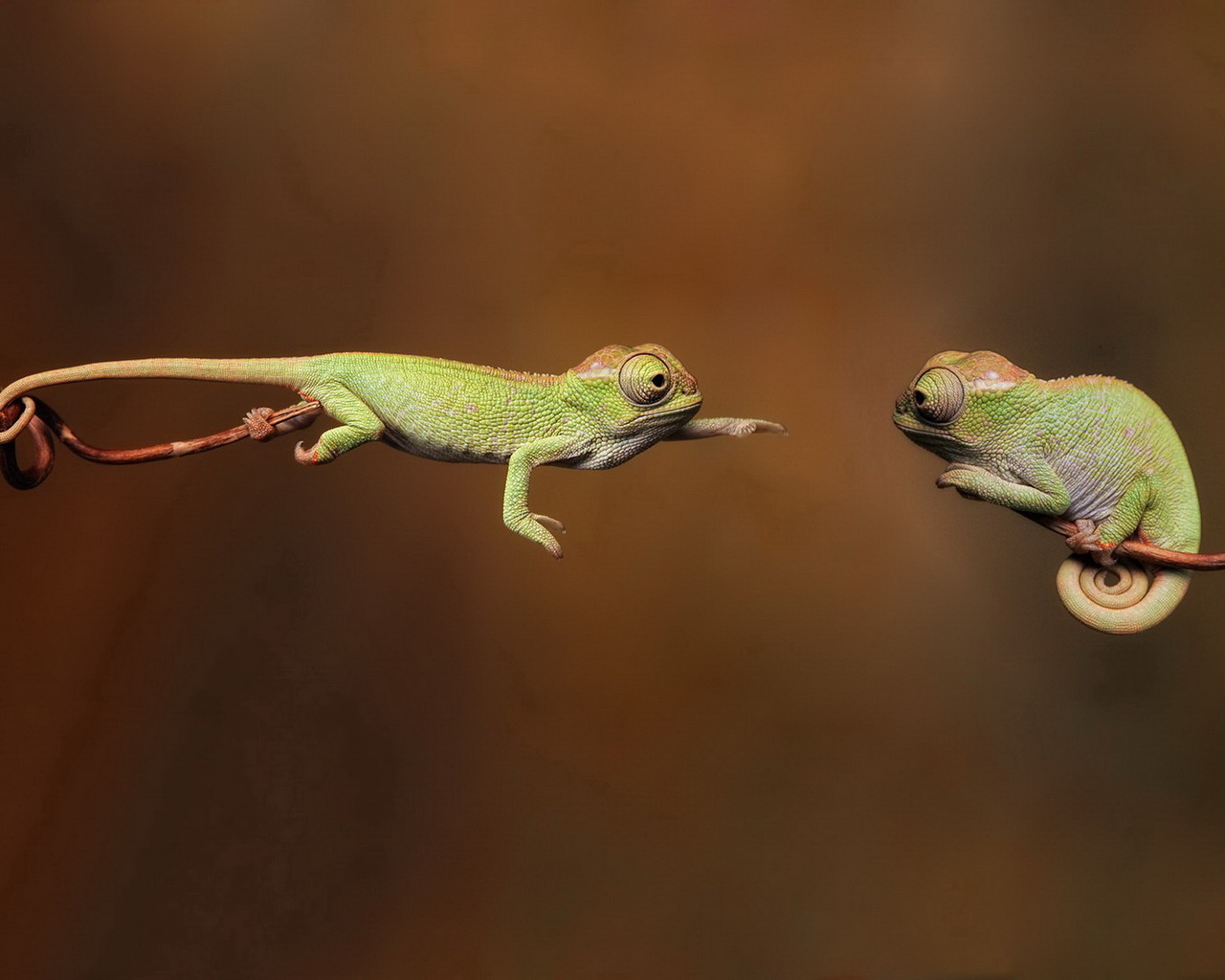 Хамелеоны
