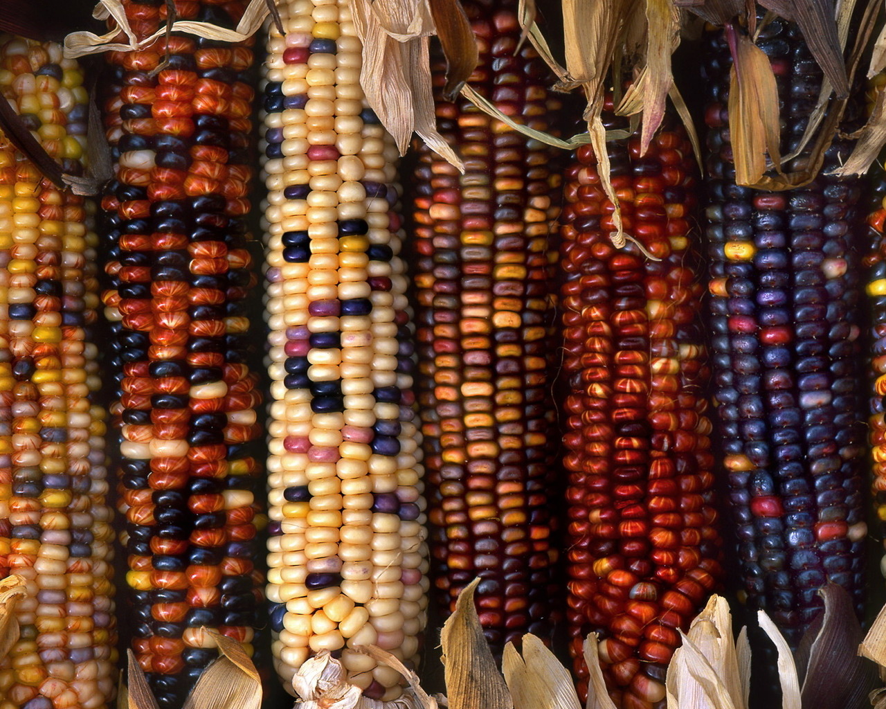 Разноцветные початки