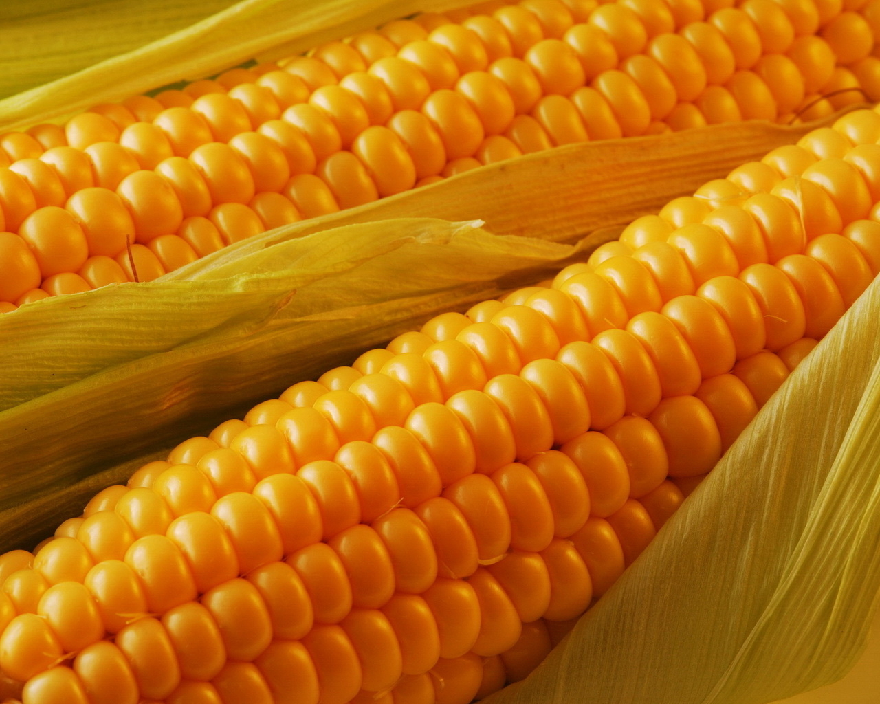Спелая кукуруза