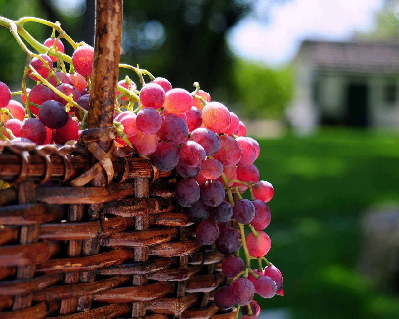 Корзина с виноградом