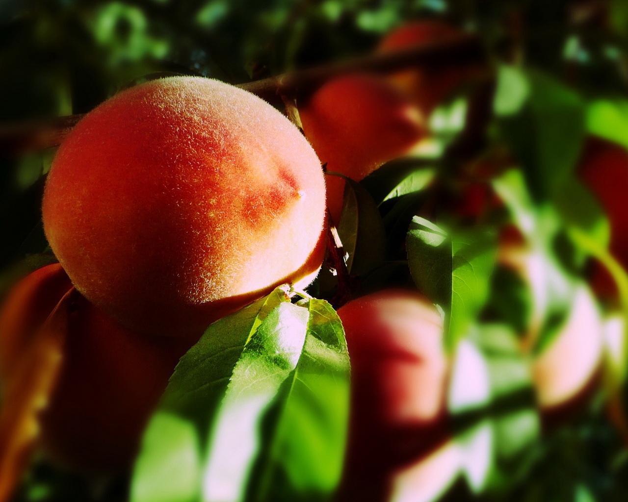 Персики на ветке