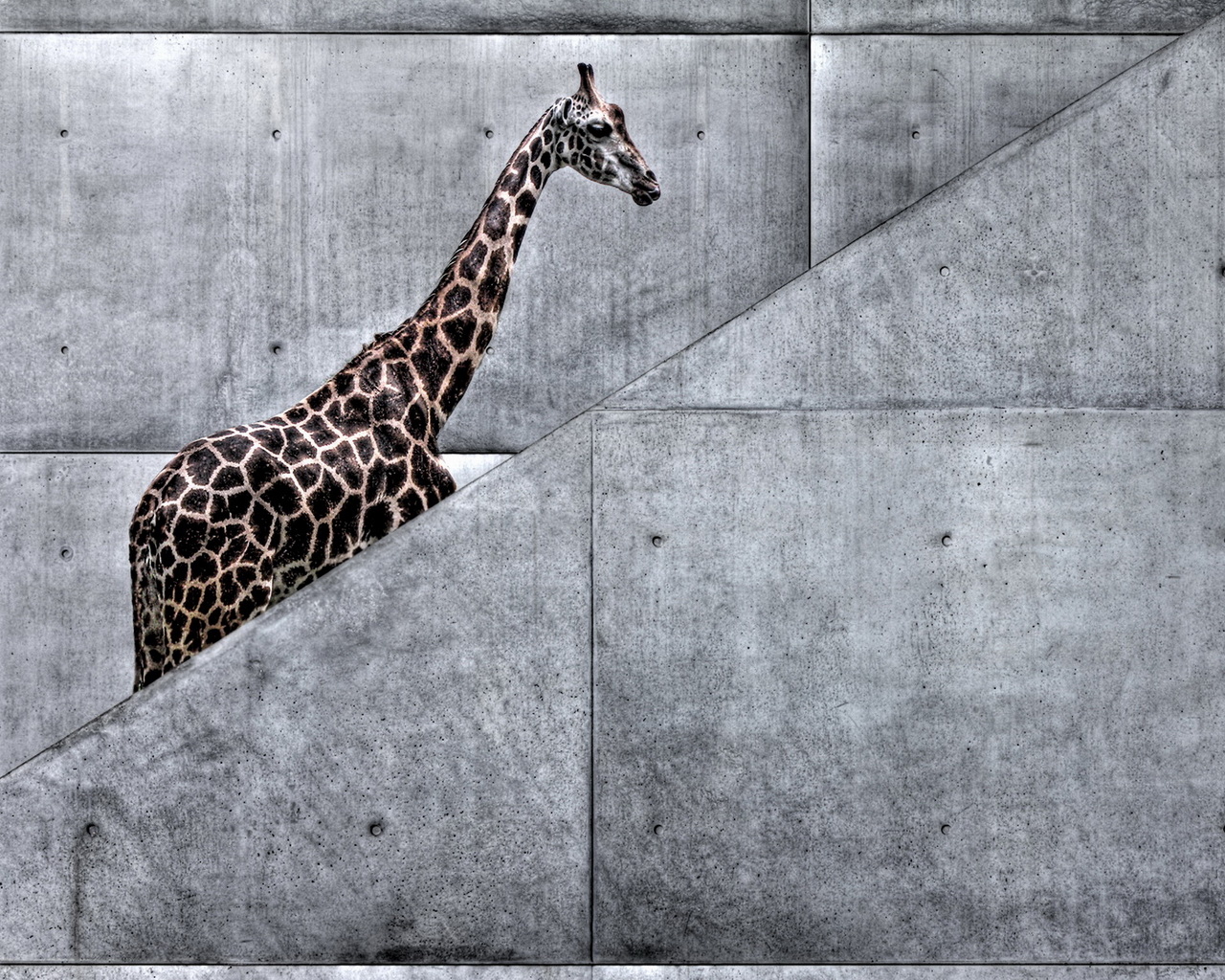Жираф на лестнице