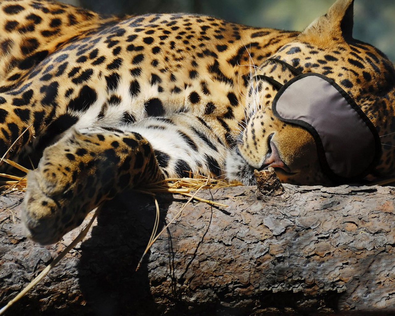 Спящая киса