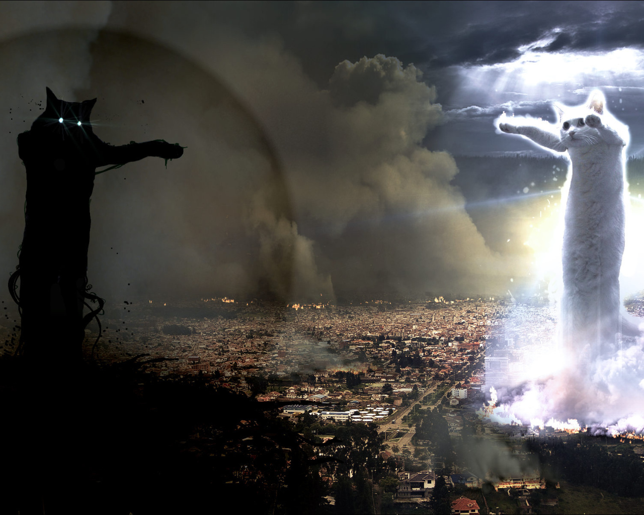 Война котов