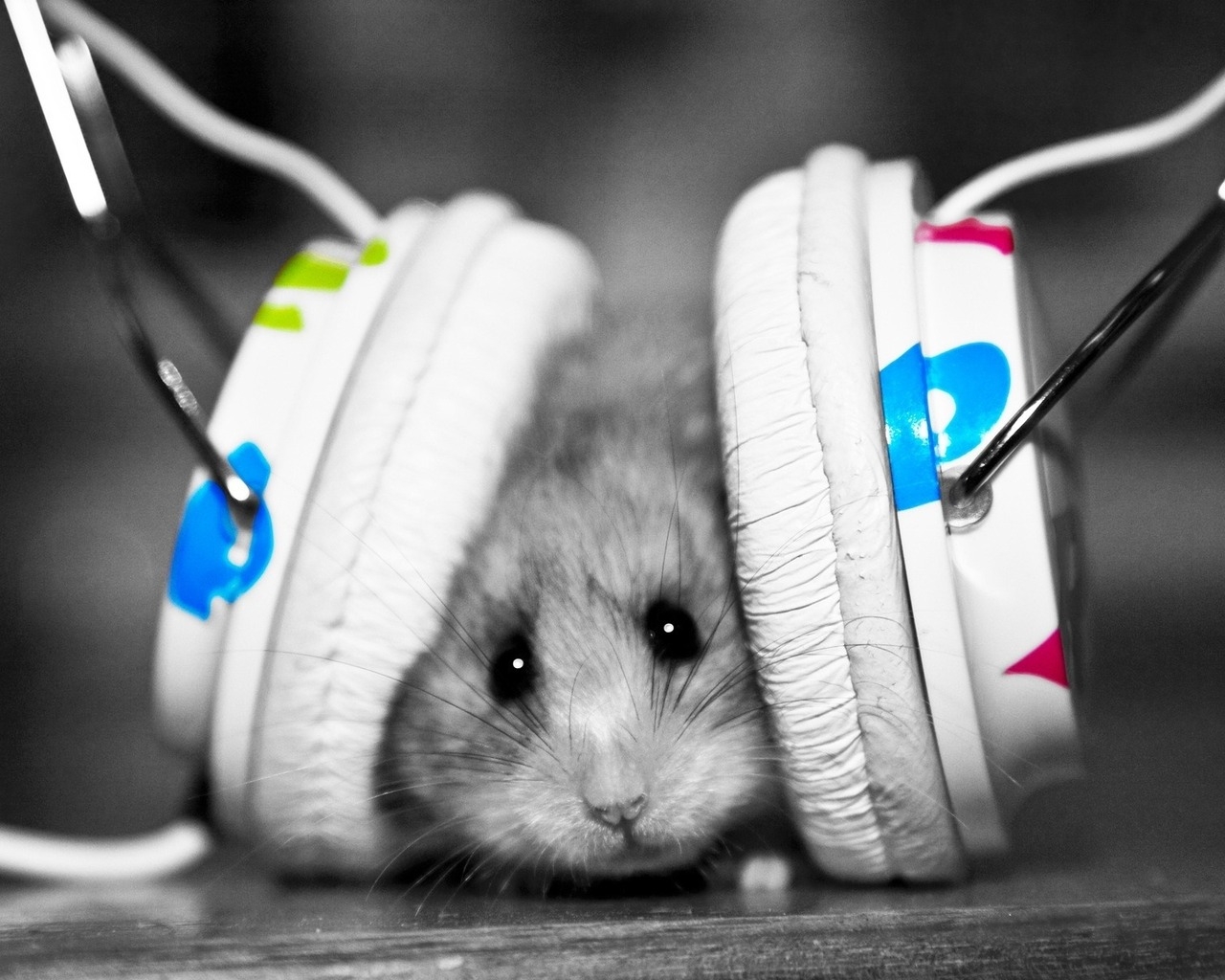 mouse - the music fan