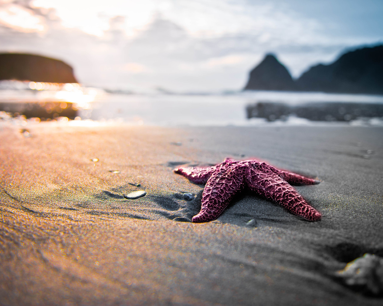 Морская звезда на песке