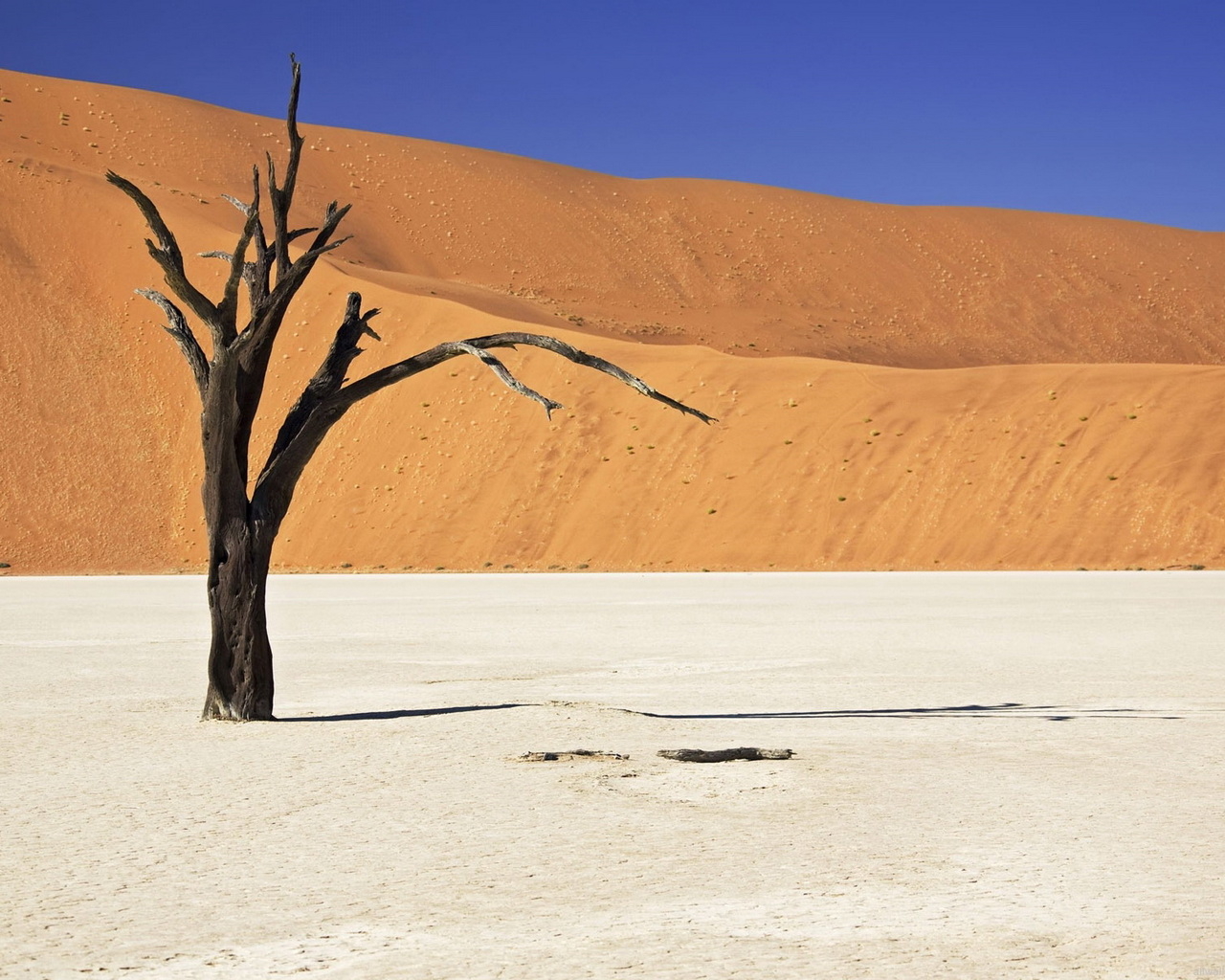 Засохшее дерево