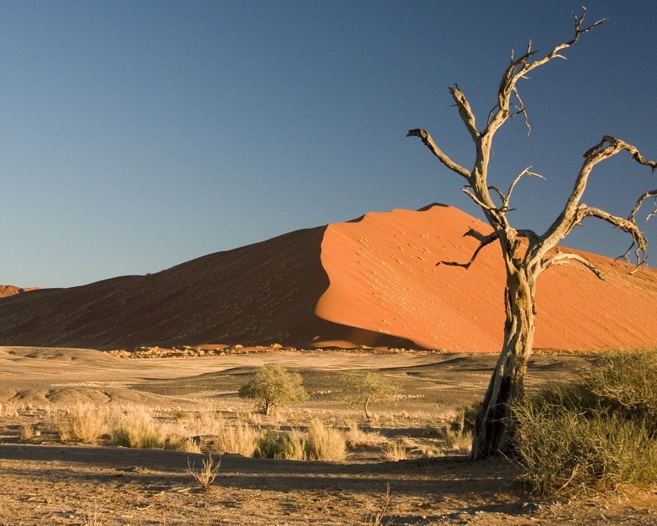 Сухое дерево в пустыне