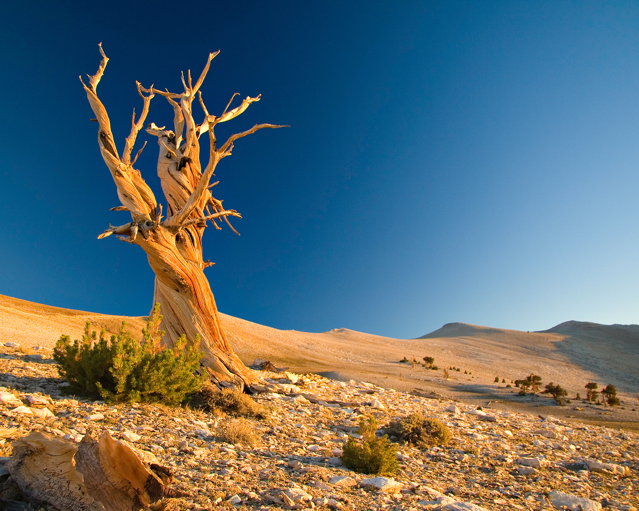 Сухое дерево в пустыне