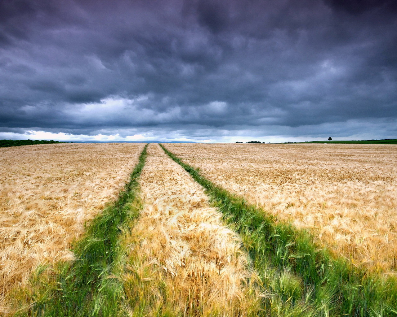 Колосящееся поле