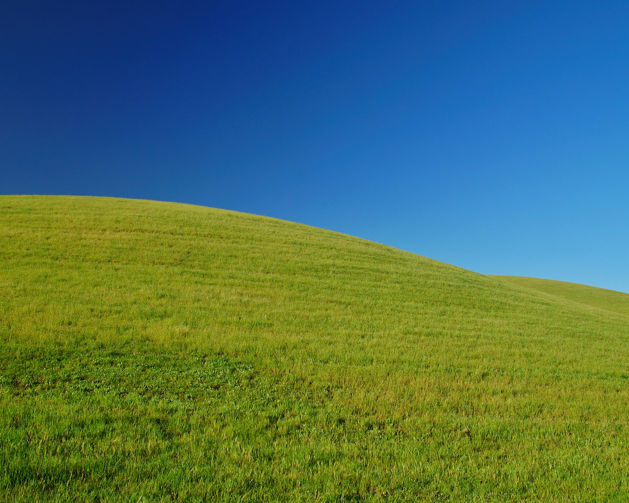 Свежая зелень