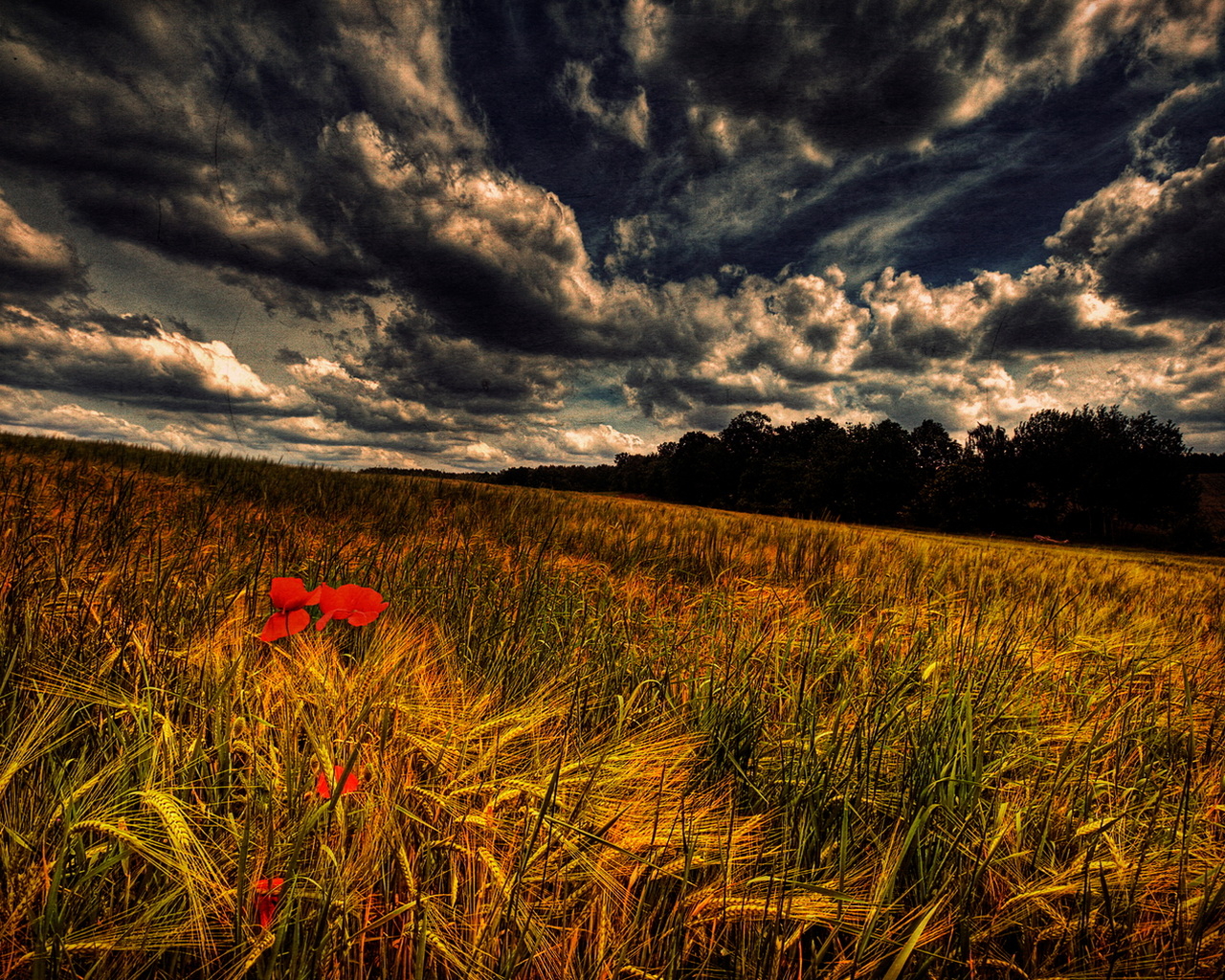 Злаки и маки