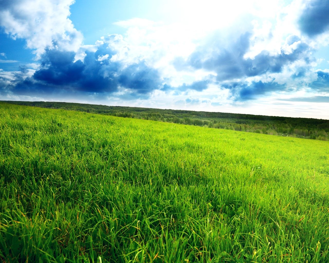 Зеленое поле