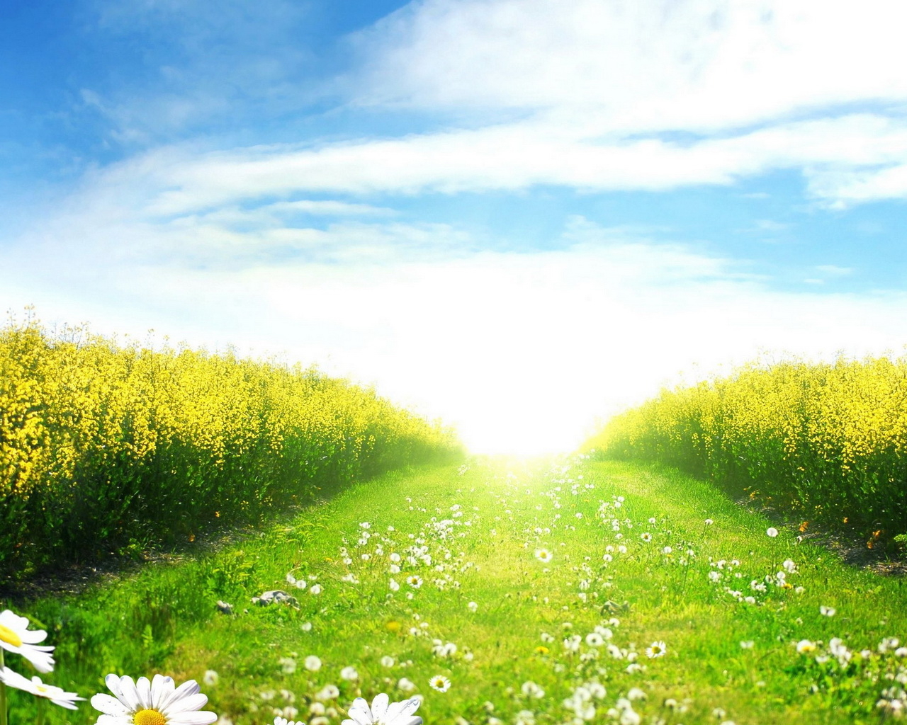 Зеленое поле