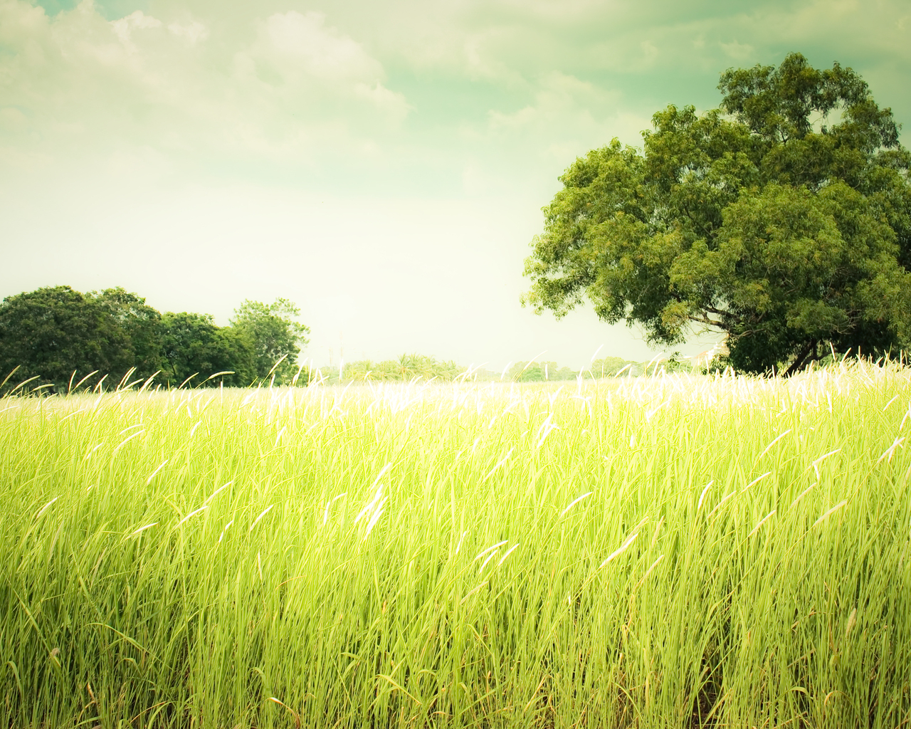 Зеленеющее поле