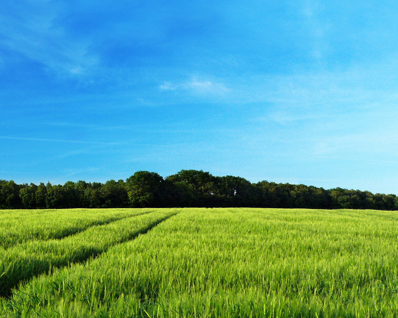 Рожь колосится