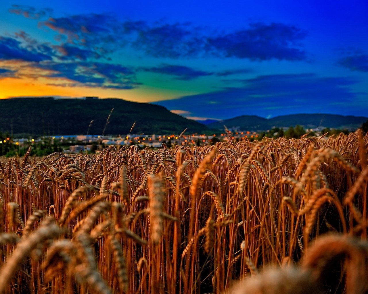 Пшеничное поле