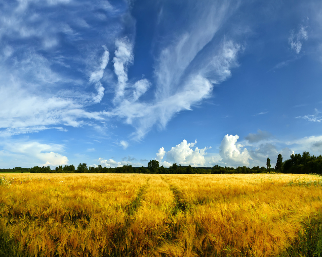 Золотое поле