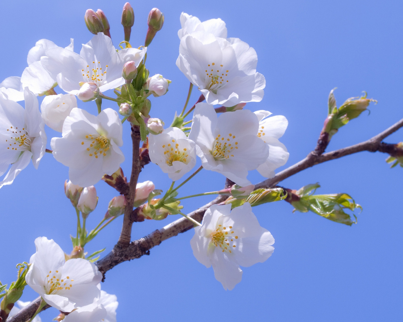 Яблоневый цвет