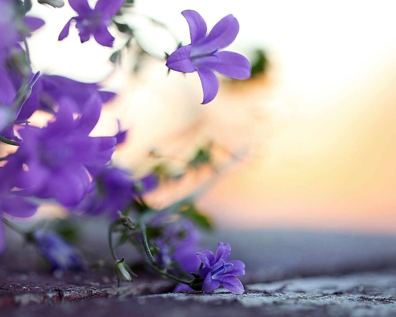 красивые Колокольчики