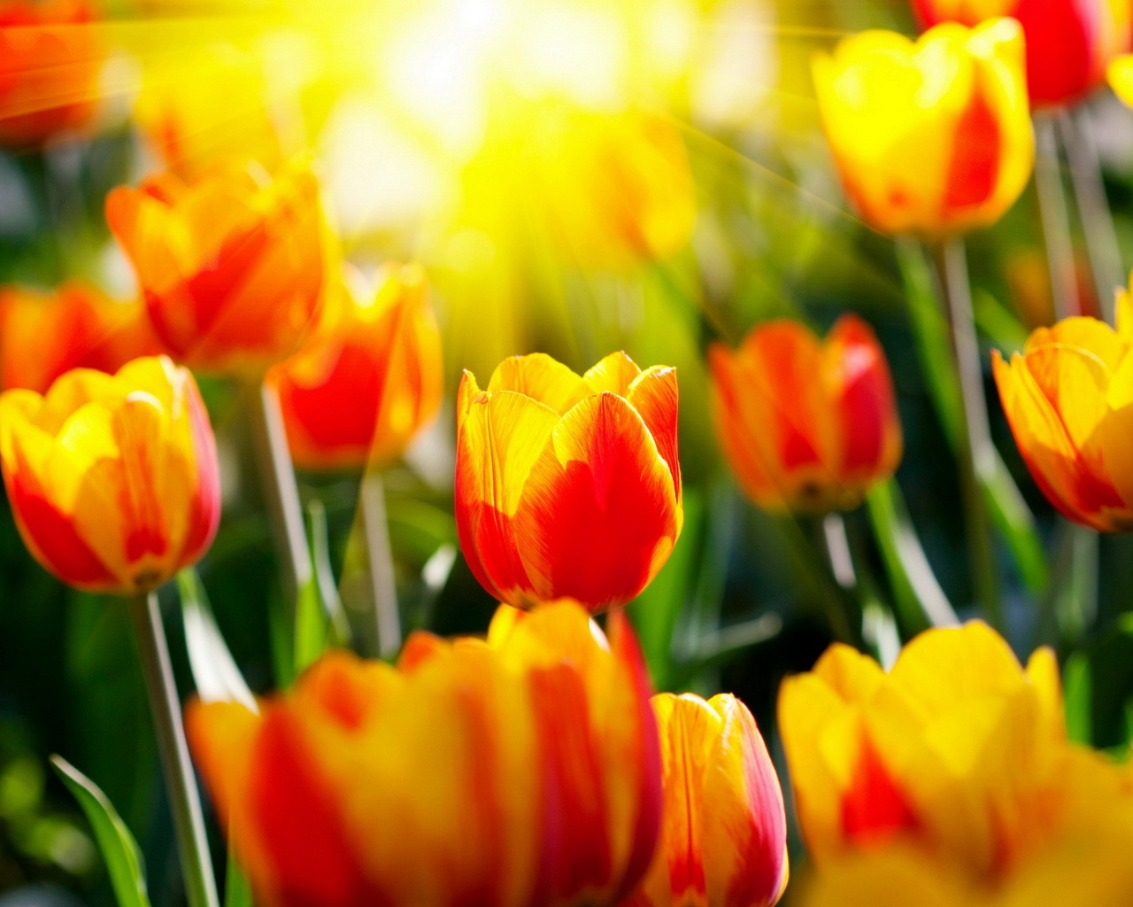 Красивые тюльпаны