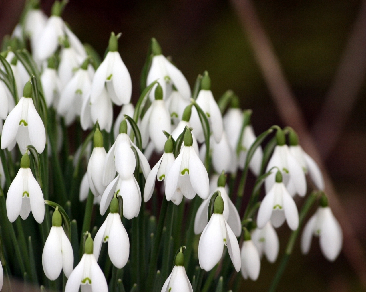 Красивые подснежники