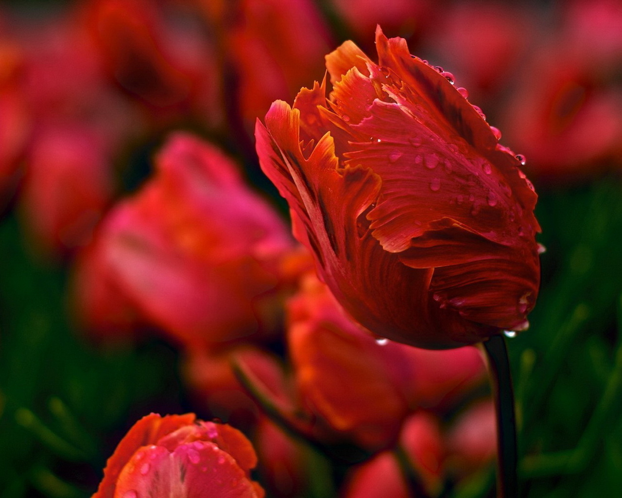 Красивые тюльпаны