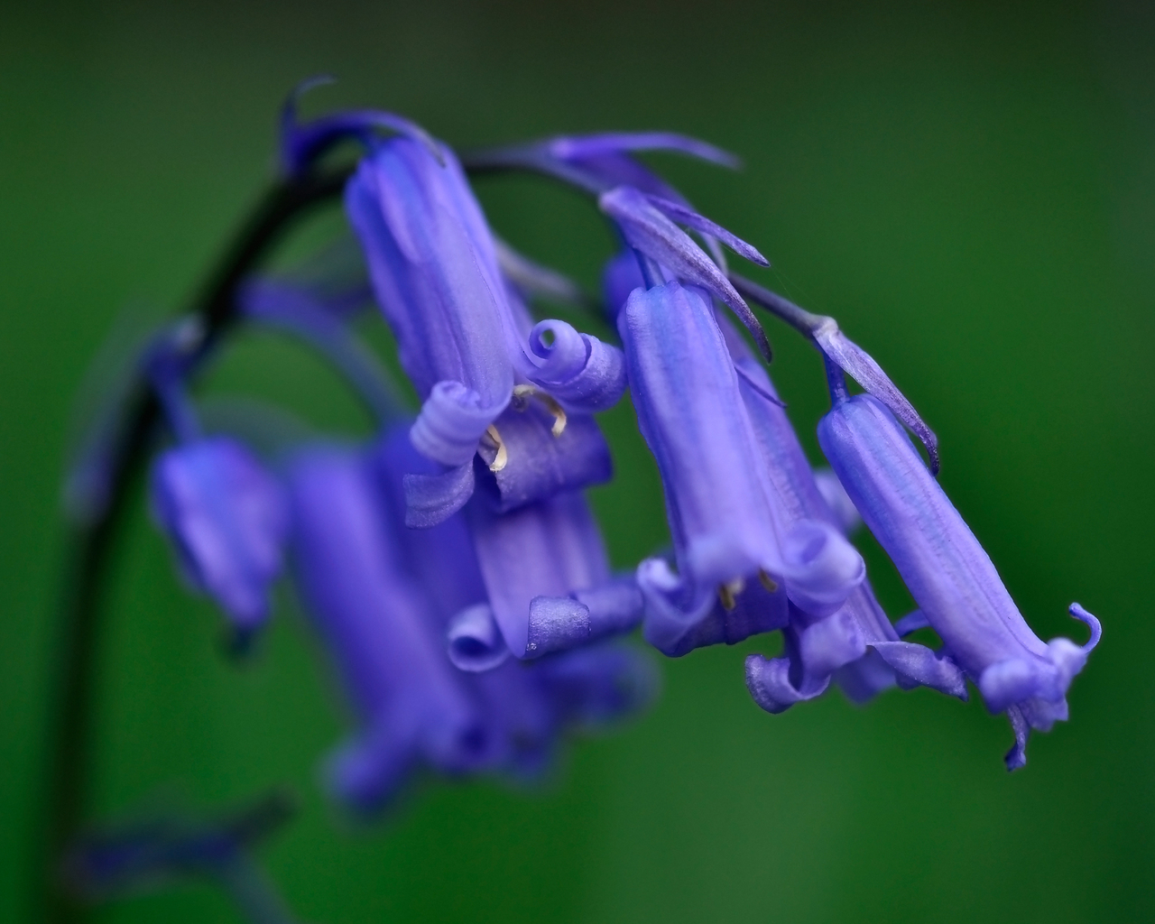 Колокольчики